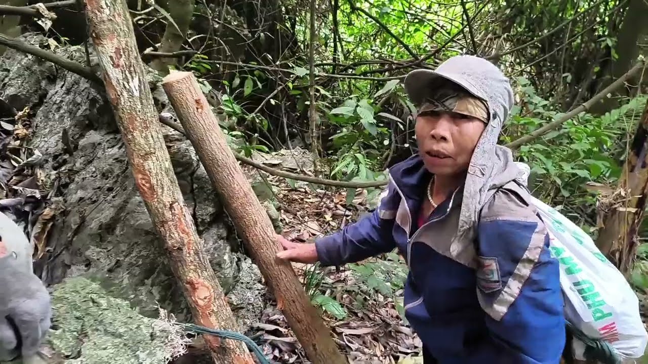 Tìm kiếm cây chè mật, loại cây chỉ mọc trên đỉnh núi cao.