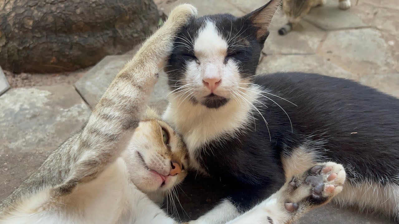Kittens feel lonely when they live away from their mothers | LUCY Official