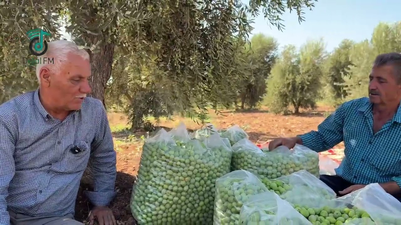بدء قطاف الزيتون الخلخالي في عفرين ناحية شيخ حديد