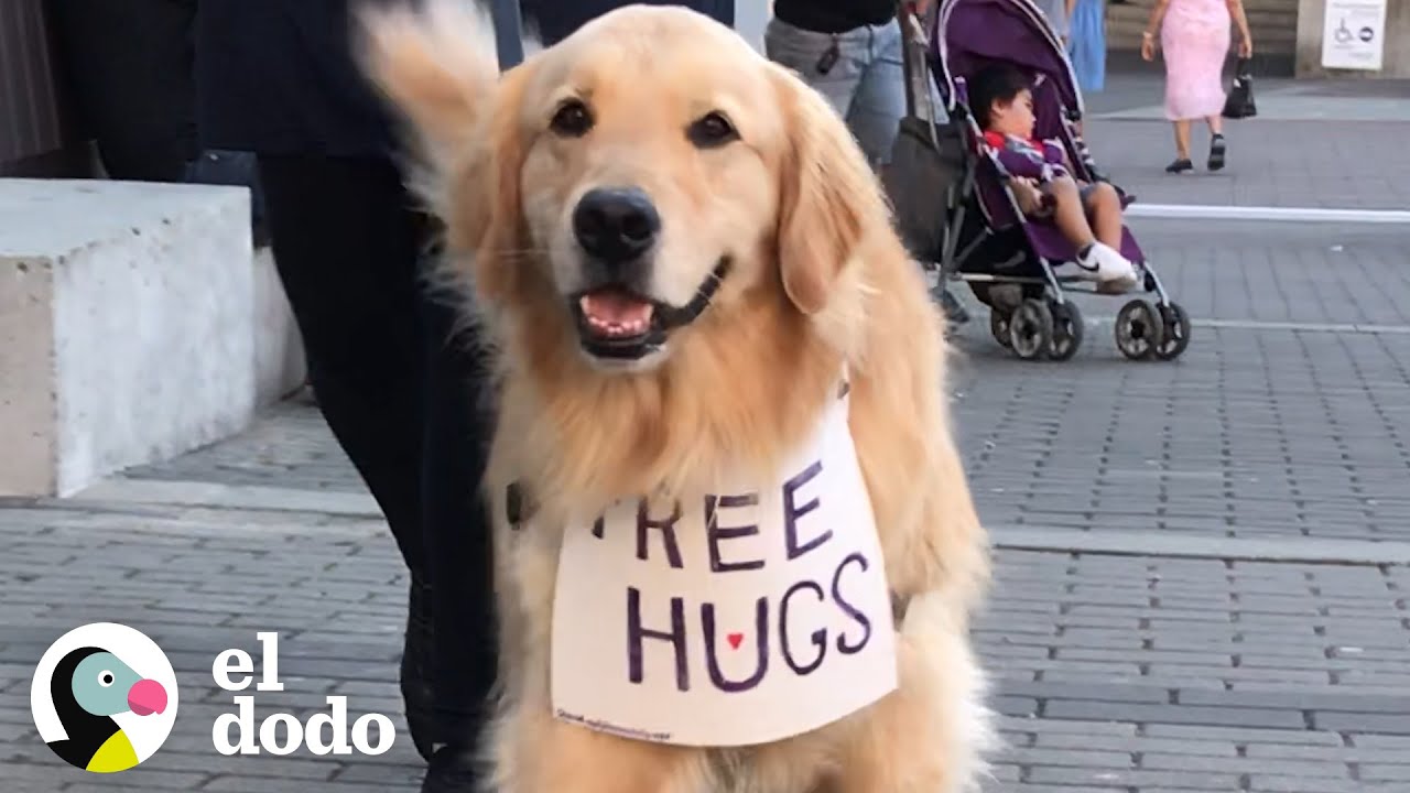 Perro viaja ofreciendo abrazos gratis I El Dodo