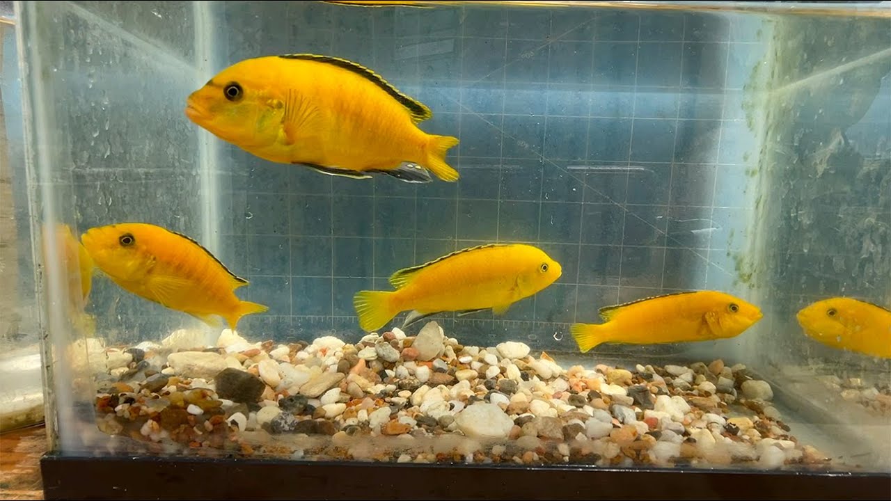 Labidochromis caeruleus 'Gold'