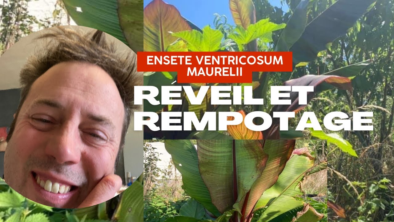 Comment préparer le printemps des bananiers maurelii