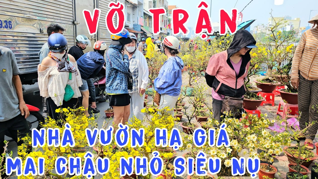 Nhà Vườn Xả Rẻ Mai Chậu Nhỏ Siêu Nụ Siêu Bông Khách Mua Đông Nghẹt.