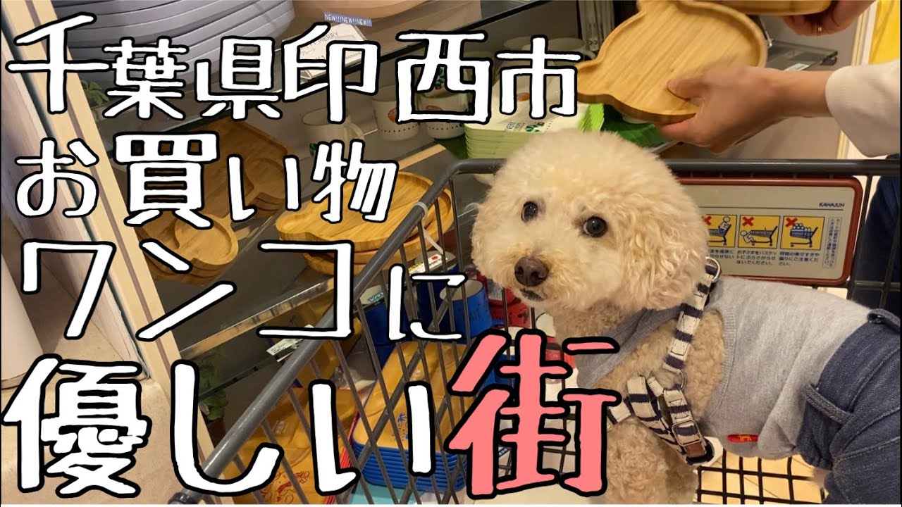 愛犬と一緒に千葉県印西市でお買い物。