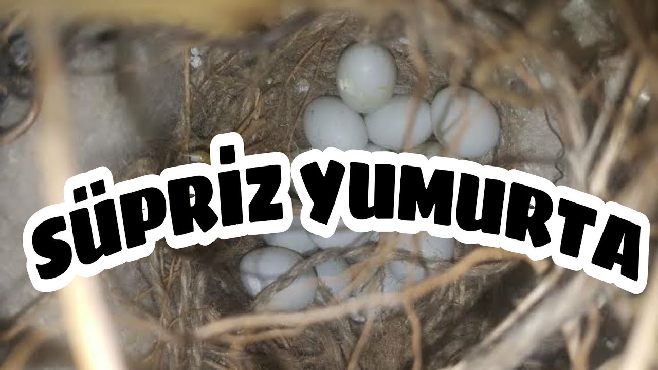 HİNT BÜLBÜLÜ  YUMURTALARI