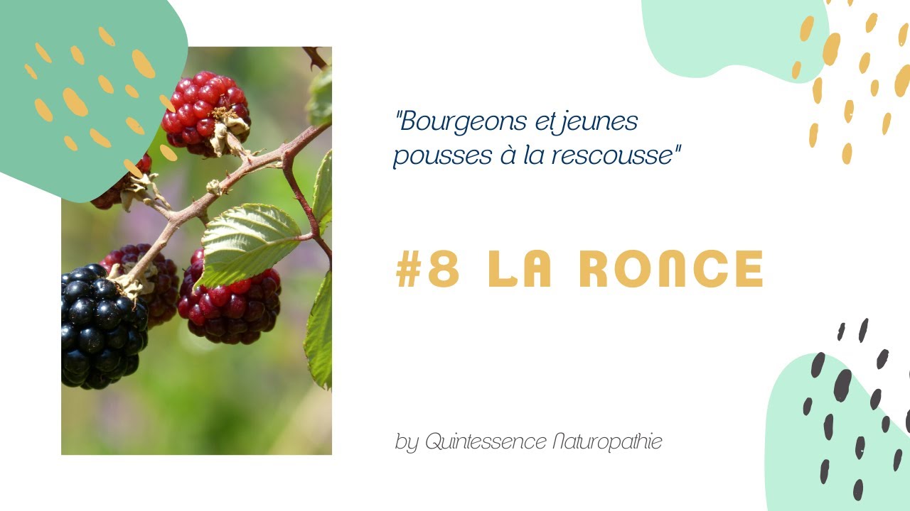 # 8 Le macérât de jeunes pousses de ronce : insuffisance respiratoire, emphysème, etc.