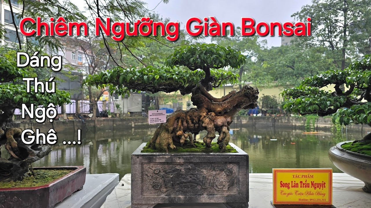 CHIÊM NGƯỠNG giàn Bonsai MINI & SIÊU MINI ở triển lãm TRIỀU KHÚC 2026 .