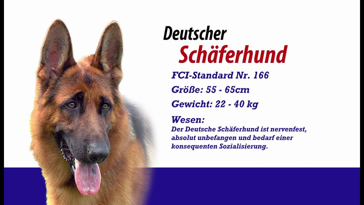 Meister PETz TV - Deutscher Sch&auml;ferhund