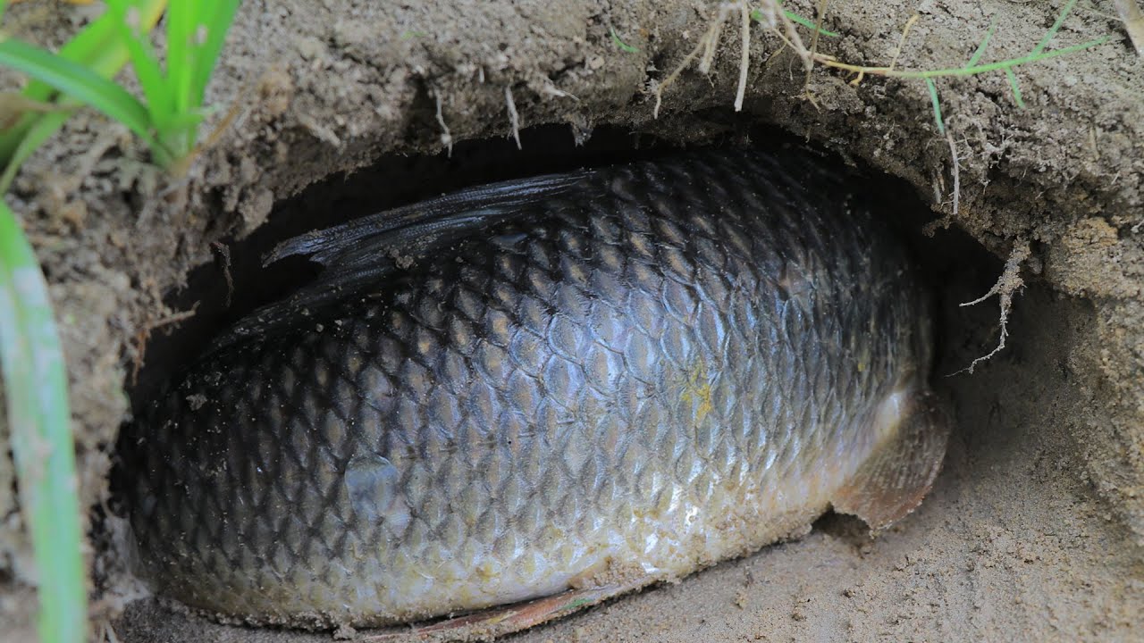 Dry Season Fishing 2020 - Catch Big Snakehead Fish In Mud Underground Hole