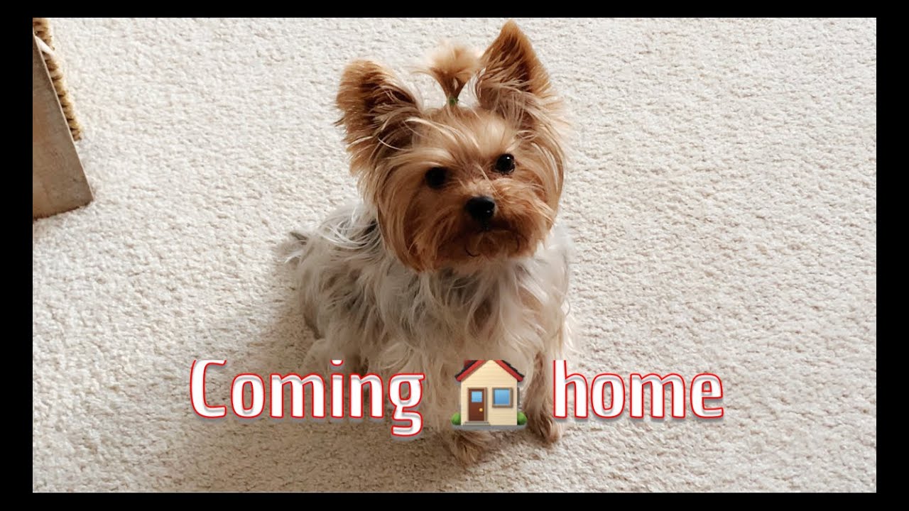 Coming home to my Yorkie