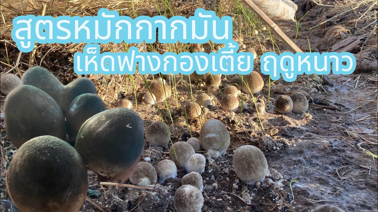 สูตรหมักกากมัน เห็ดฟางกองเตี้ย ฤดูหนาว