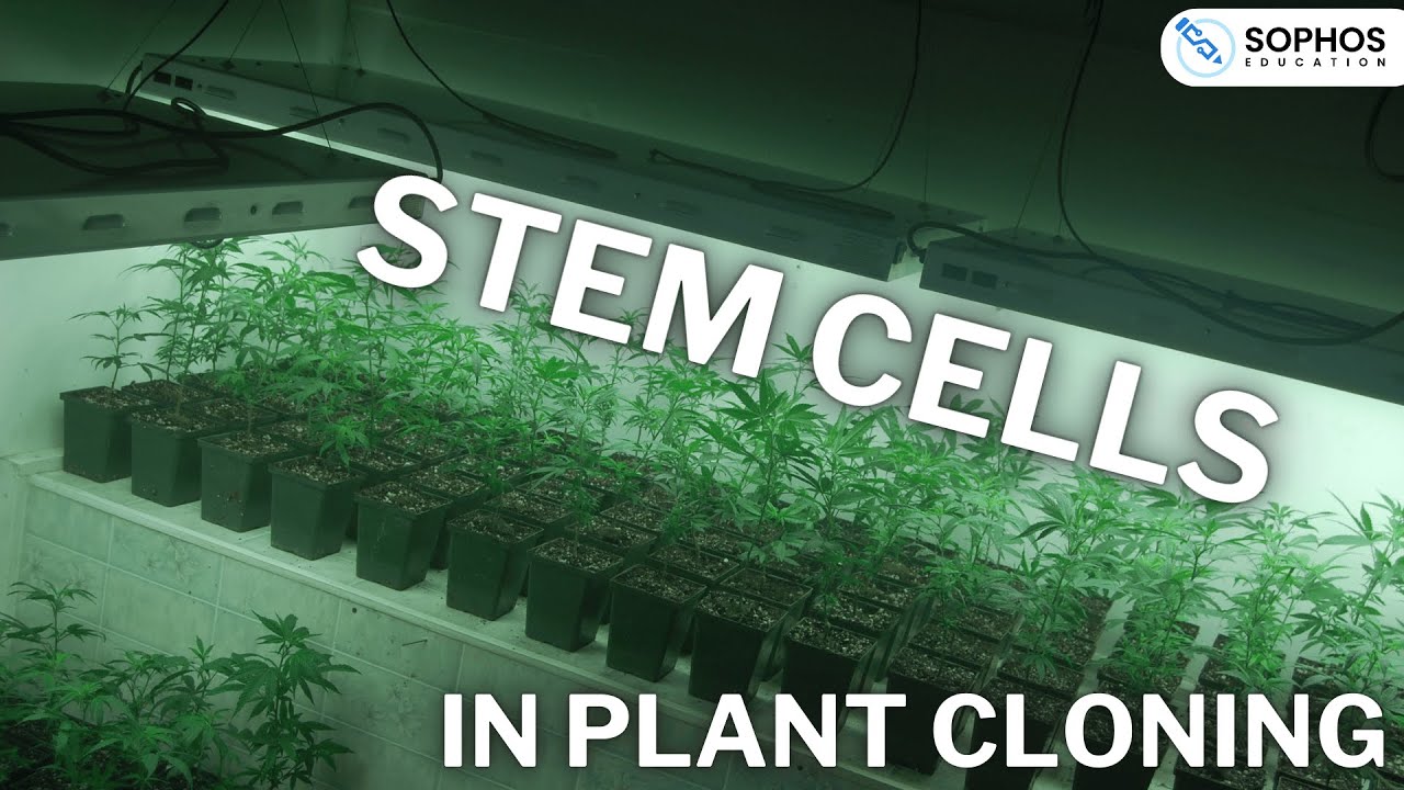 Stem Cells In Plant Cloning