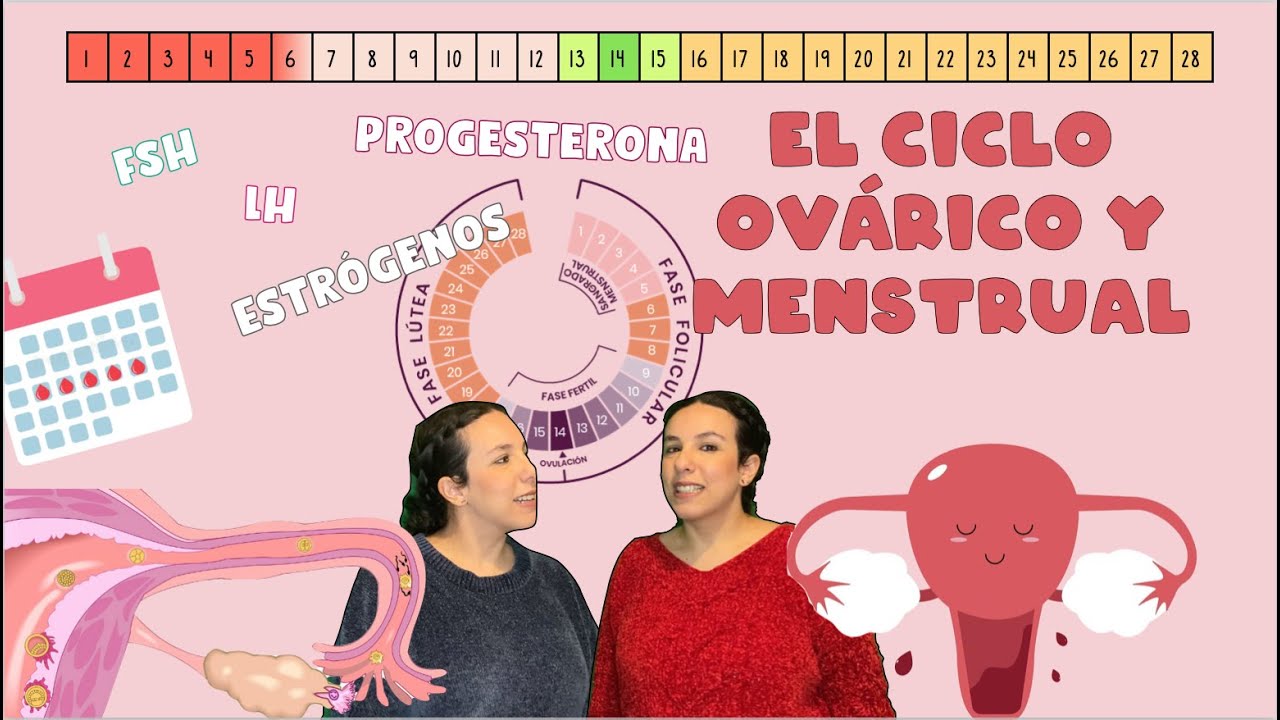 El ciclo ovárico y menstrual y las hormonas implicadas. 3º ESO