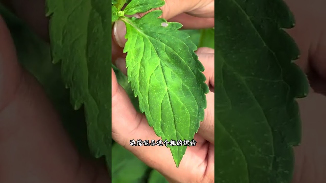 白花败酱又名攀倒甑#你的家乡有这种植物吗 #识百草 #植物科普 #大自然的馈赠