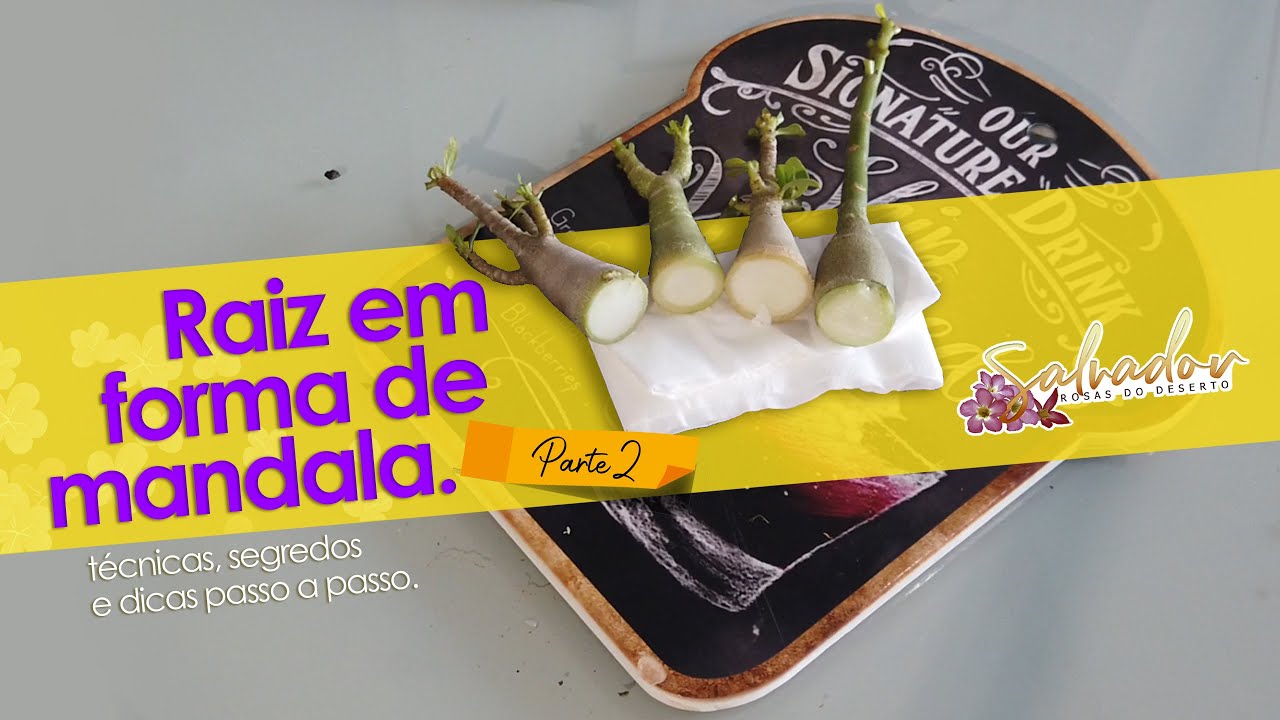 Raiz em forma de MANDALA guia pratico parte 2