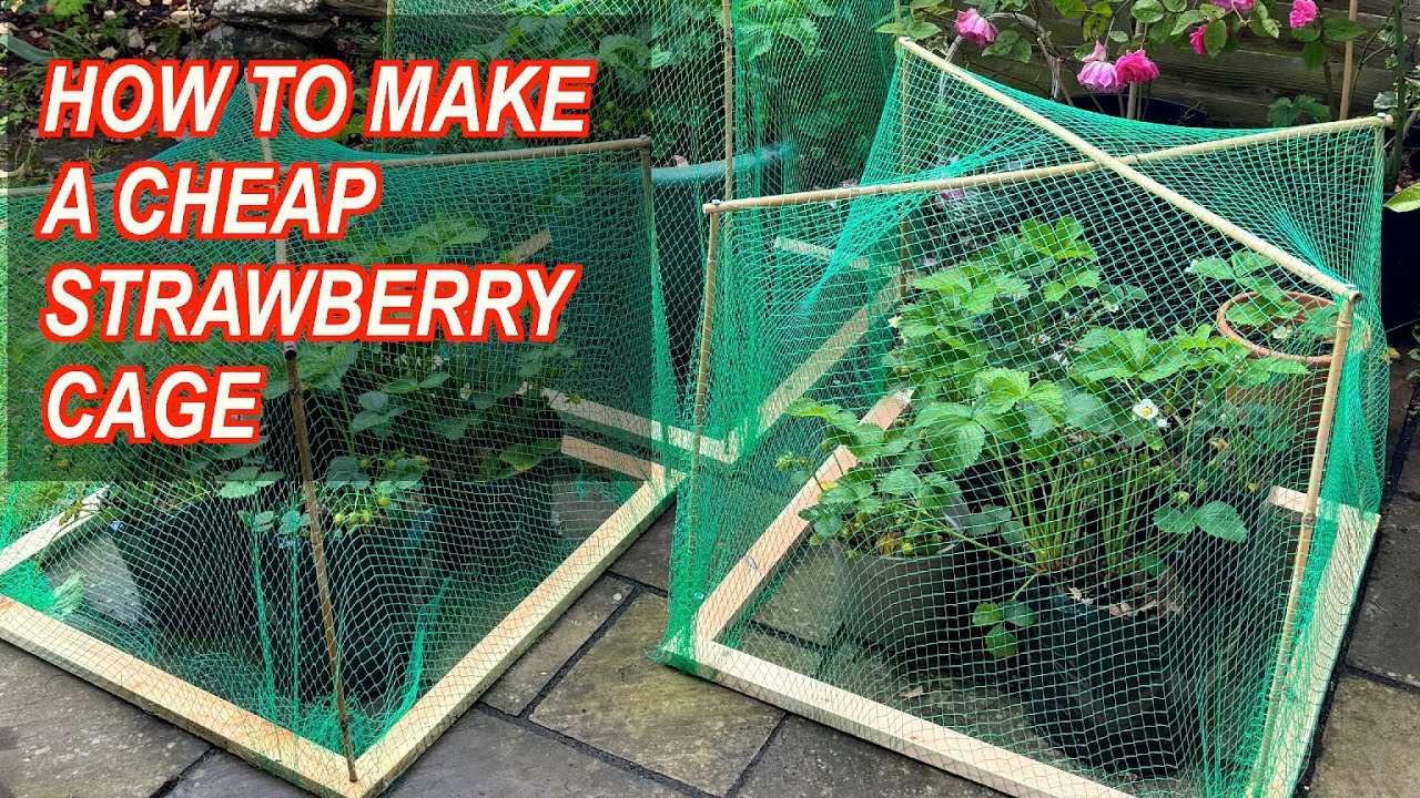 How To Make A Small Strawberry Cage
