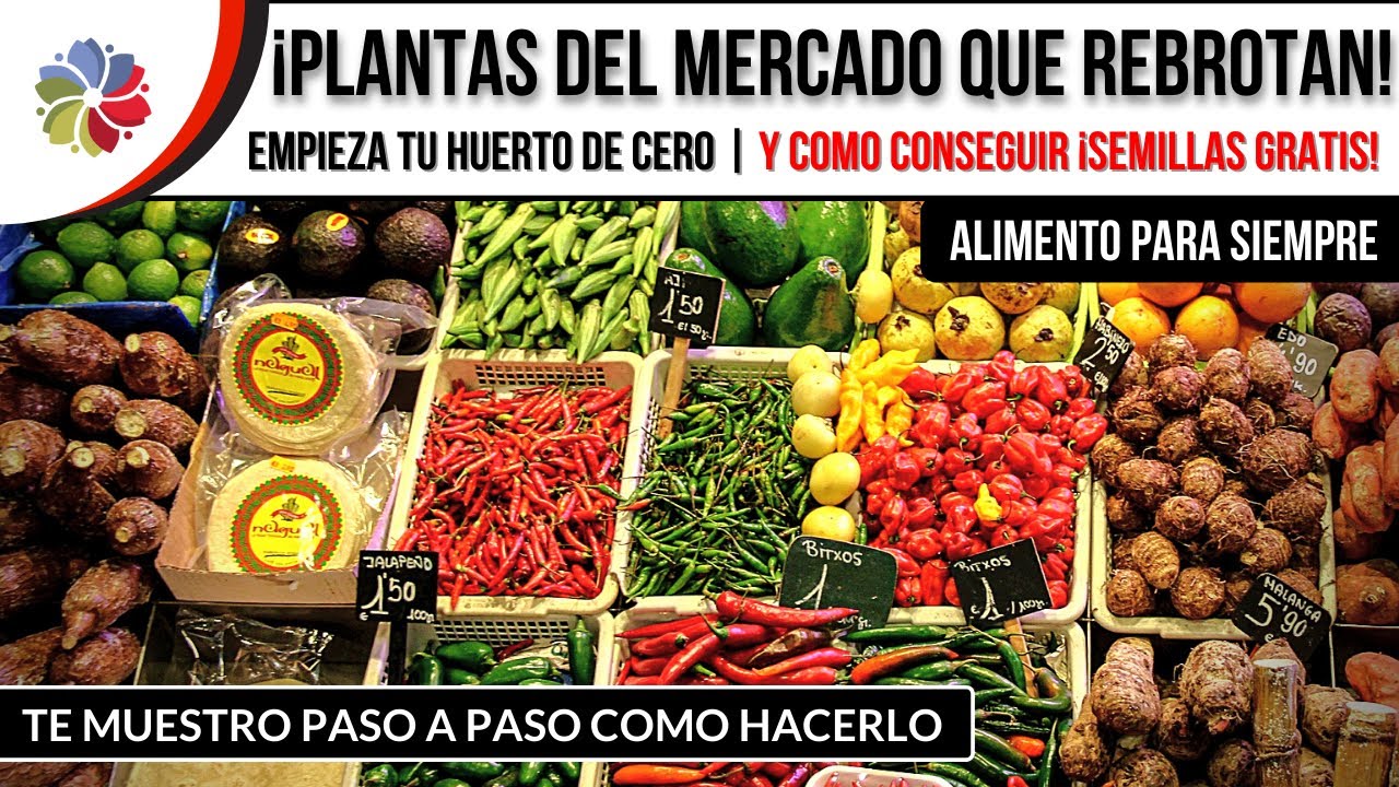 ¡EMPIEZA tu HUERTO con las SEMILLAS de VERDURAS del MERCADO! #CreaTuHuerto Ep8