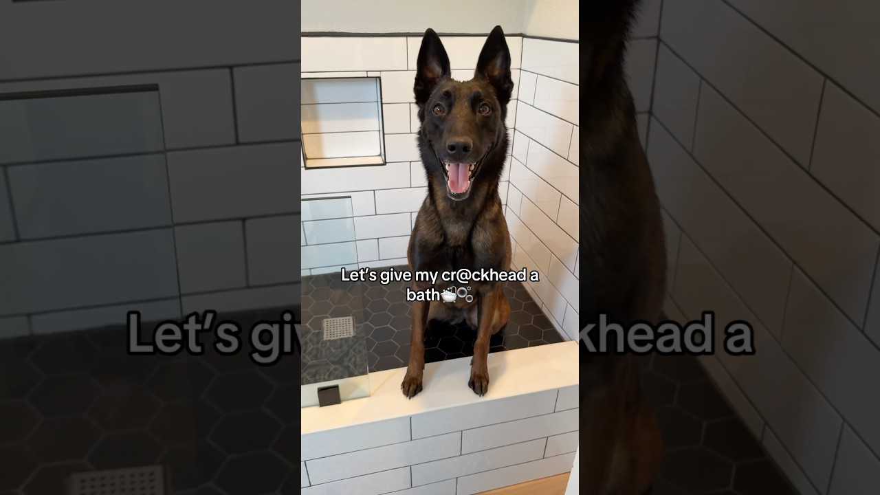 Let&rsquo;s give my cr*ckhead a bath🛁🫧 #bath #doggroom #dogbath #grooming