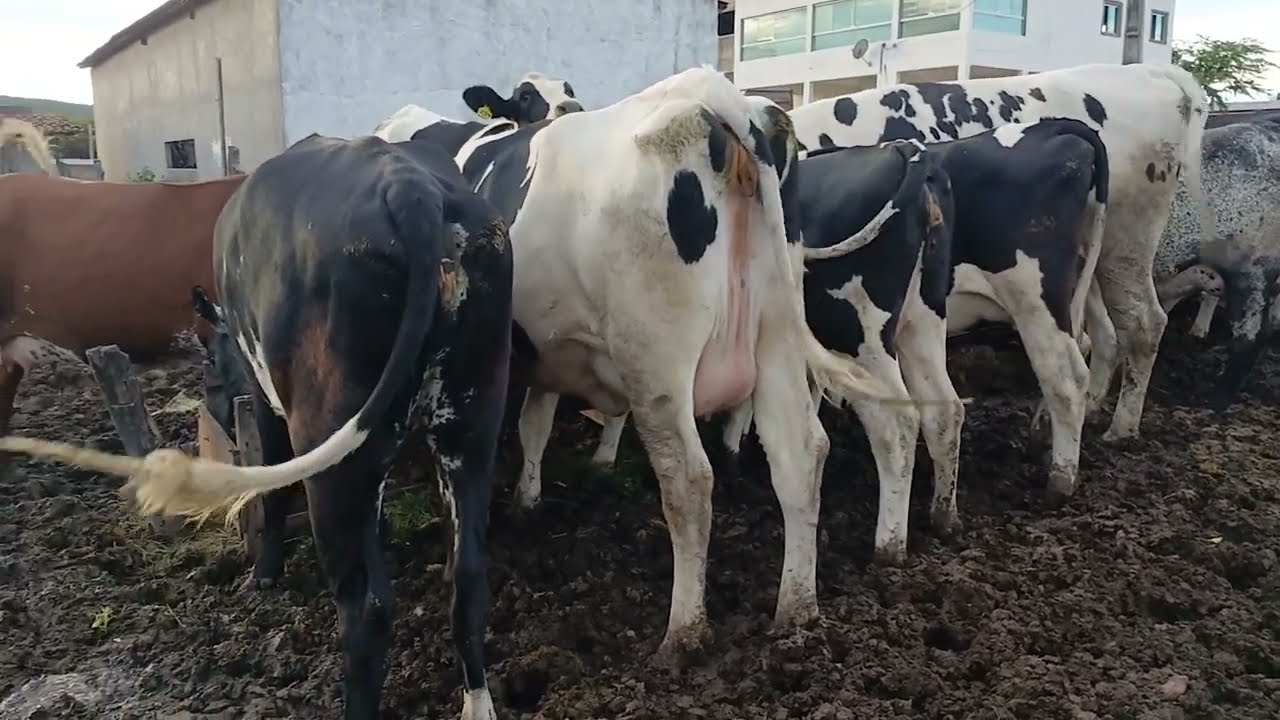 NOVILHAS NA FAZENDA DE GENARIO 87981470453 ITAIBA PE