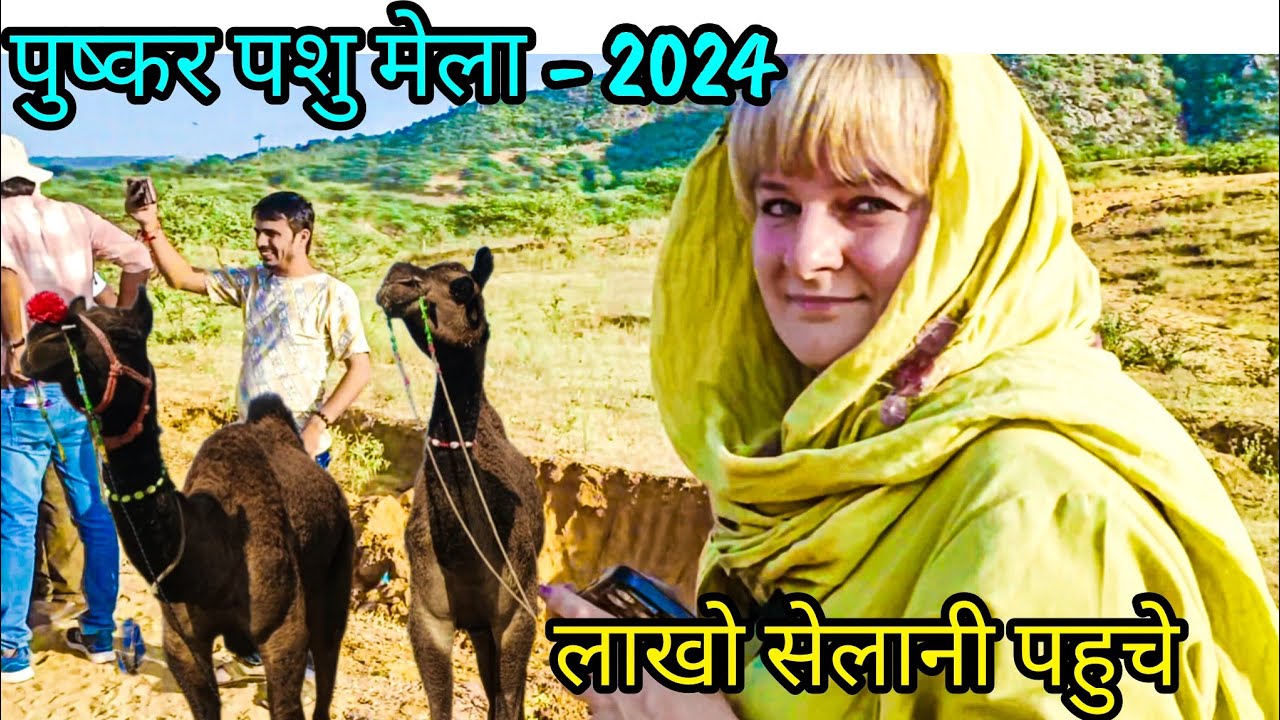 देश का सबसे बड़ा पशु मेला - पुष्कर राजस्थान - खरीद फरोख्त का सिलसिला शुरू!