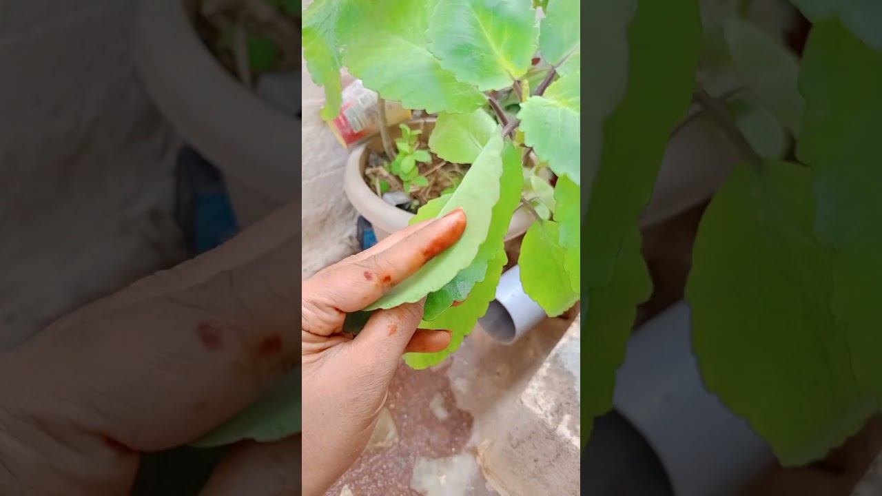 remove kidney stone leaves 