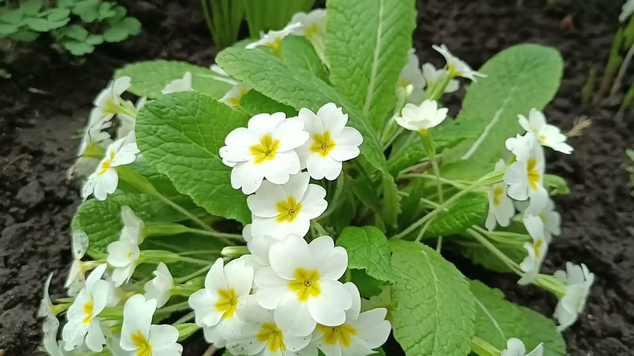 Весна в Приднестровье🌸Первые весенние цветы | Природа Бендер 2026#pmr#весна#цветы#пмр#moldova#shorts