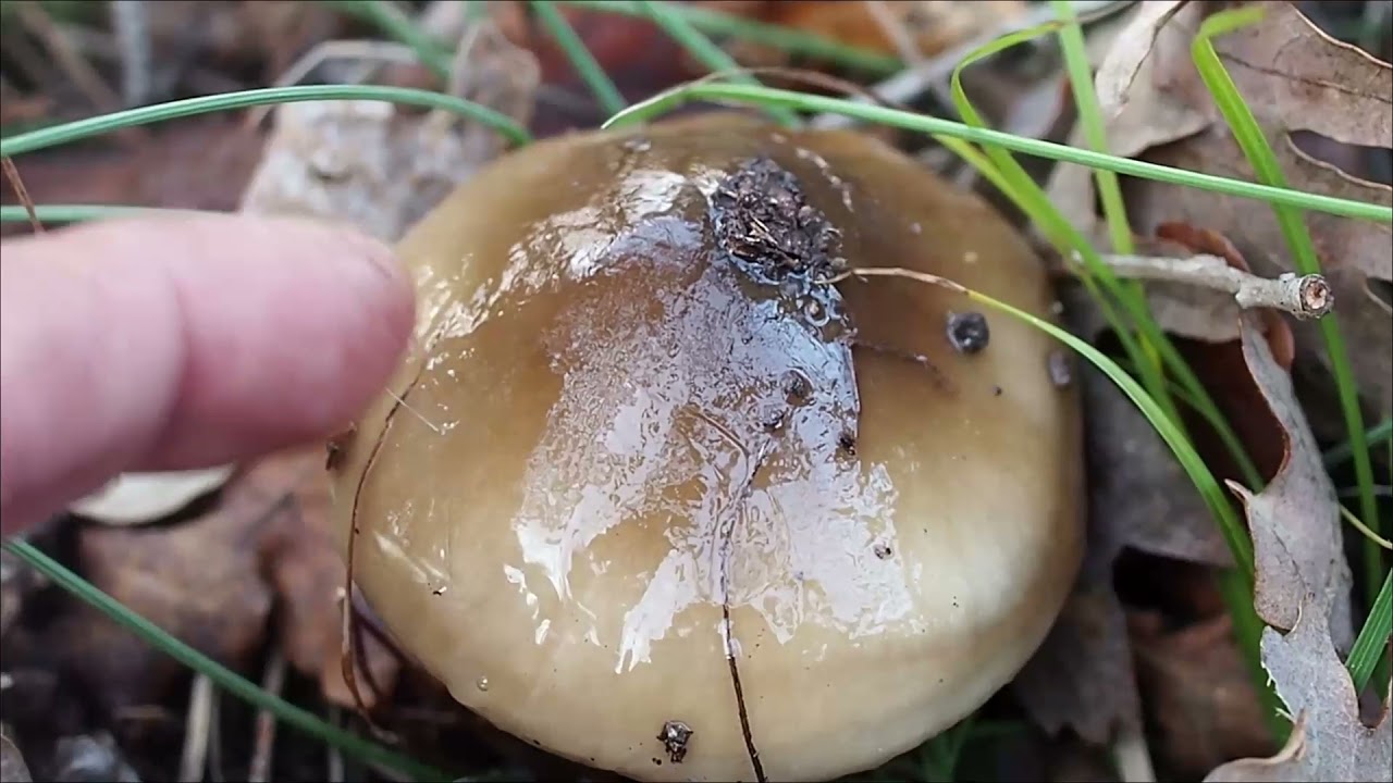 Hygrophore limace (Hygrophorus latitabundus), un champignon gluant très bon comestible.