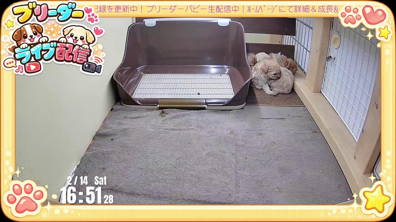【成長 生配信】トイプードル 子犬 34日齢 【2026/2/14】
