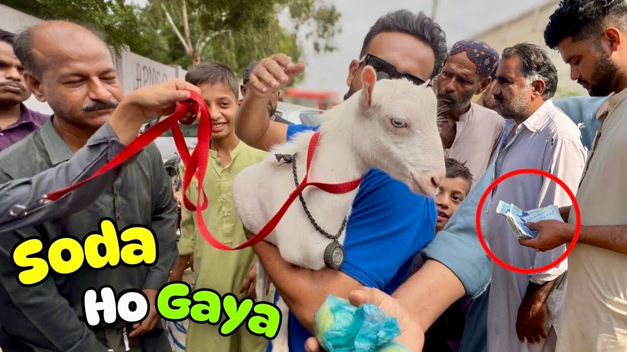 Lalukhet Bakra Mandi Latest Rates 21 September 2025 | Full Bargaining Soday 🐐🔥