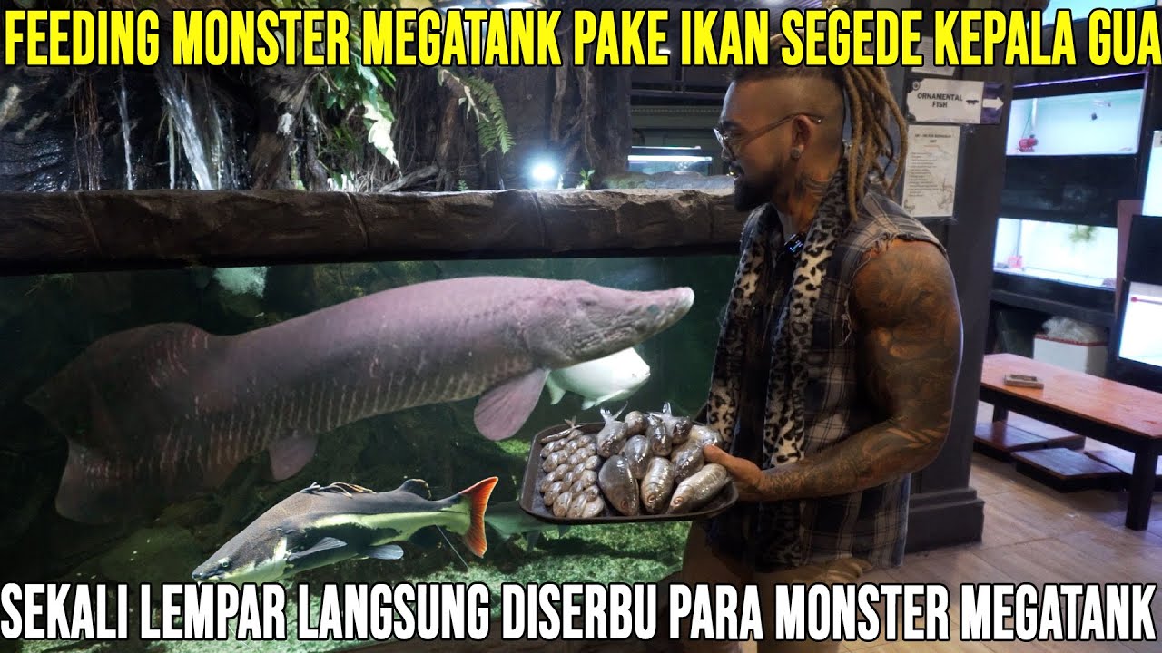 FEEDING MONSTER MEGATANK PAKE IKAN SEGEDE KEPALA GUA.SEKALI LEMPAR LANGSUNG DISERBU MONSTER MEGATANK