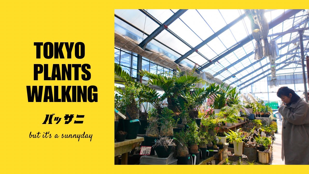 【東京植物散歩】多種多様な珍奇植物の量に驚愕！シマムラ園芸で2025年の植活納め