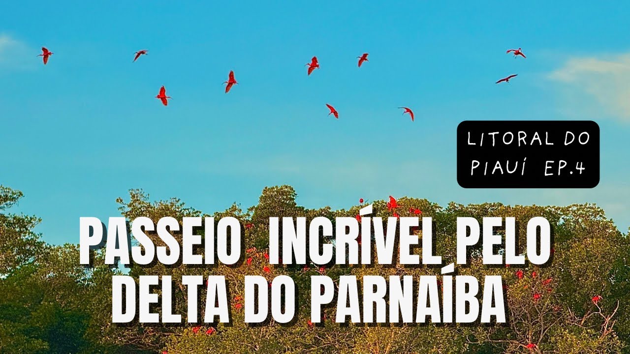 MAIOR DELTA DAS AMÉRICAS! O espetáculo da Revoada dos Guarás no Piauí