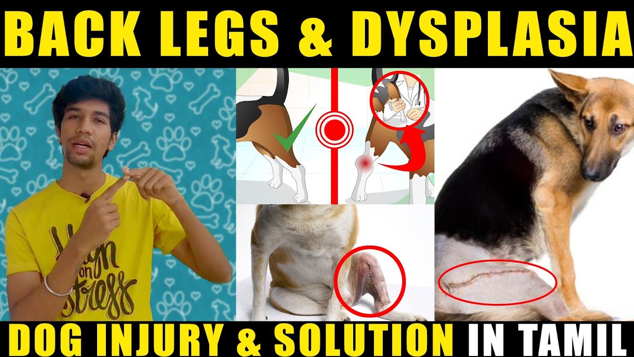 Biggest Injury Of Dog Breeds With Solution || Back Legs Or Dysplasia In Tamil || OCB VLOG