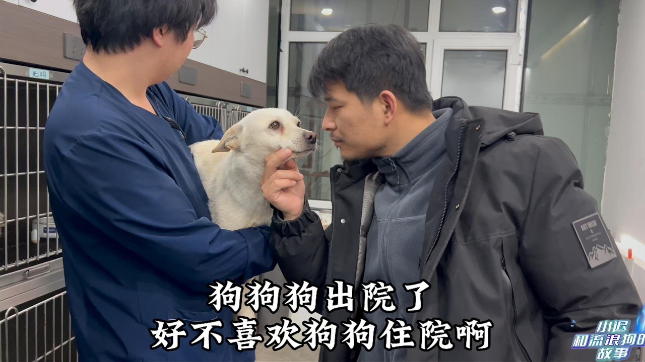 最不愿去的就是医院，看它们生病我都跟着上火，年后住院的狗狗出院了
