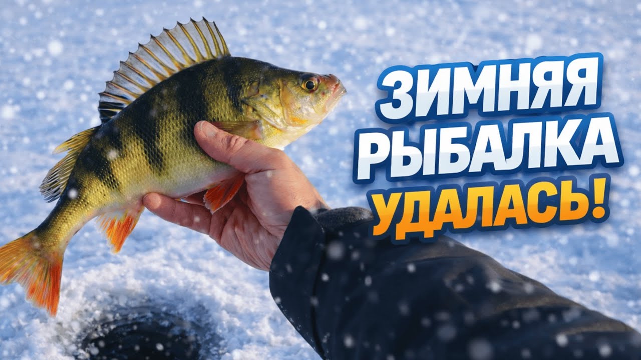 12 ОКУНЕЙ ИЗ ОДНОЙ ЛУНКИ! ВОТ ЭТО ПОВЕЗЛО! Зимняя рыбалка. Ловля окуня на балансир.