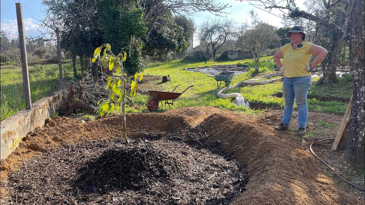 Planting Avocado Trees in Clay Soil - Two Methods 🥑