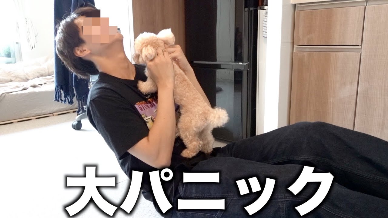 大好きな弟と久しぶりに再会したら喜びすぎて大パニックなトイプードル