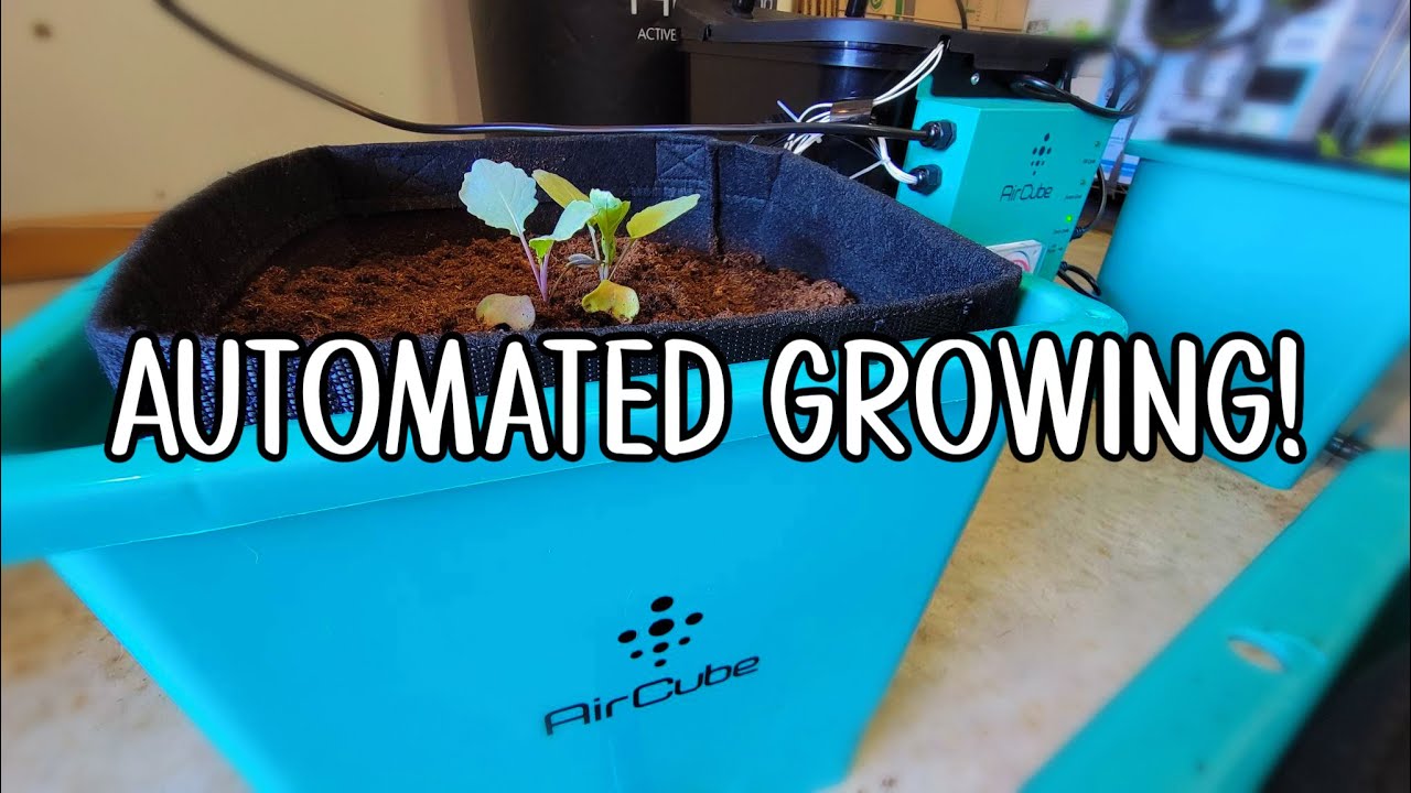 Setting up my AirCube Ebb&Flow Growing System from @GrowAce | Homestead Dreaming