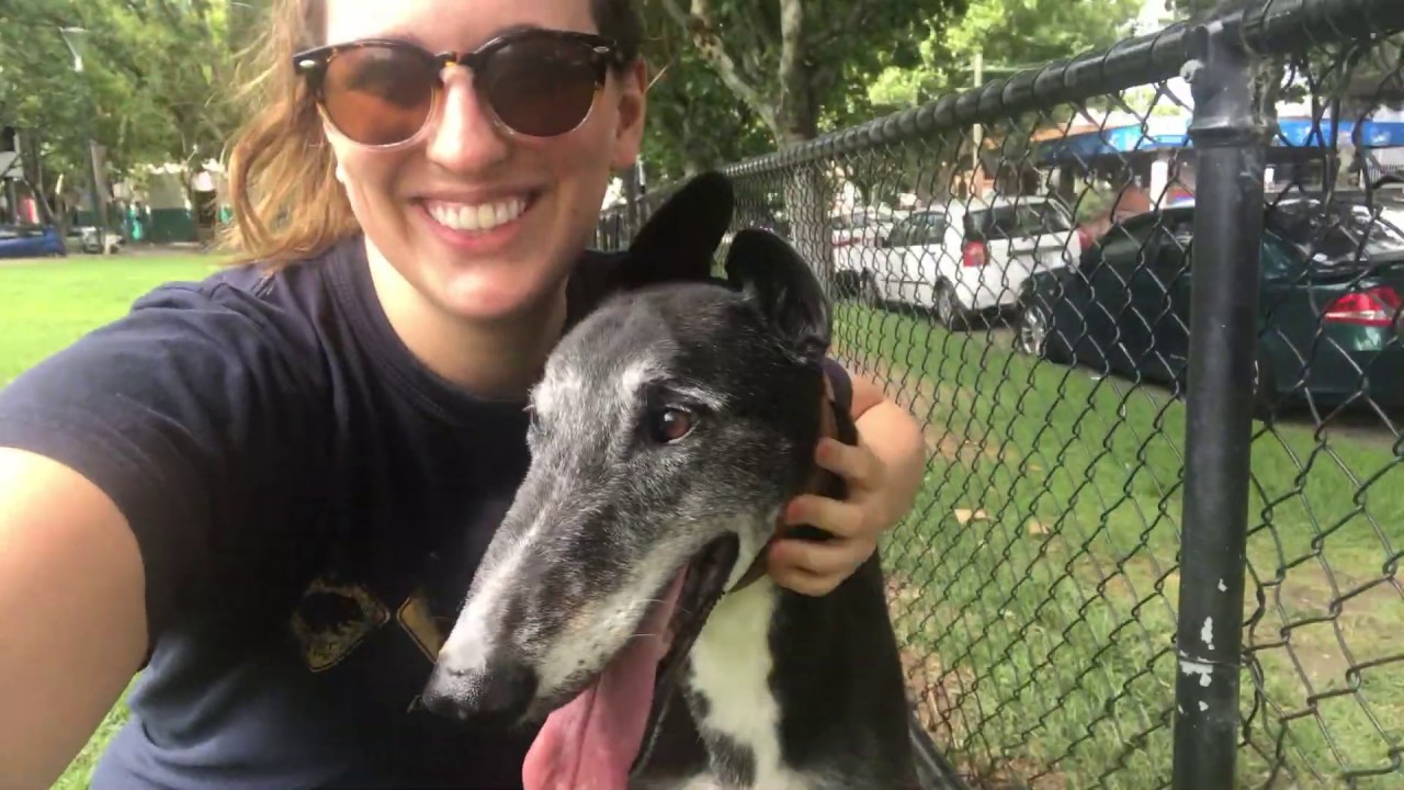 Adopting a Senior Dog - The Story of Ace