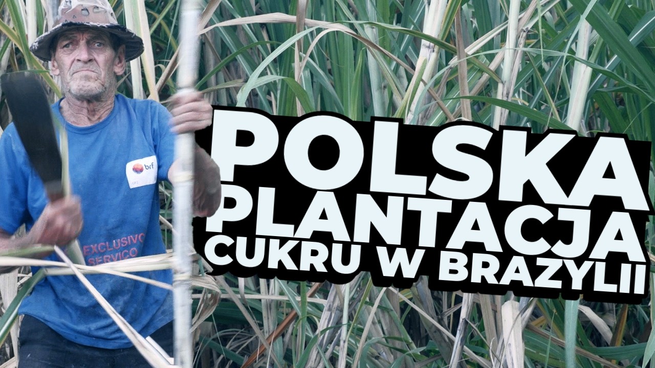 POLSKA PLANTACJA CUKRU W BRAZYLII