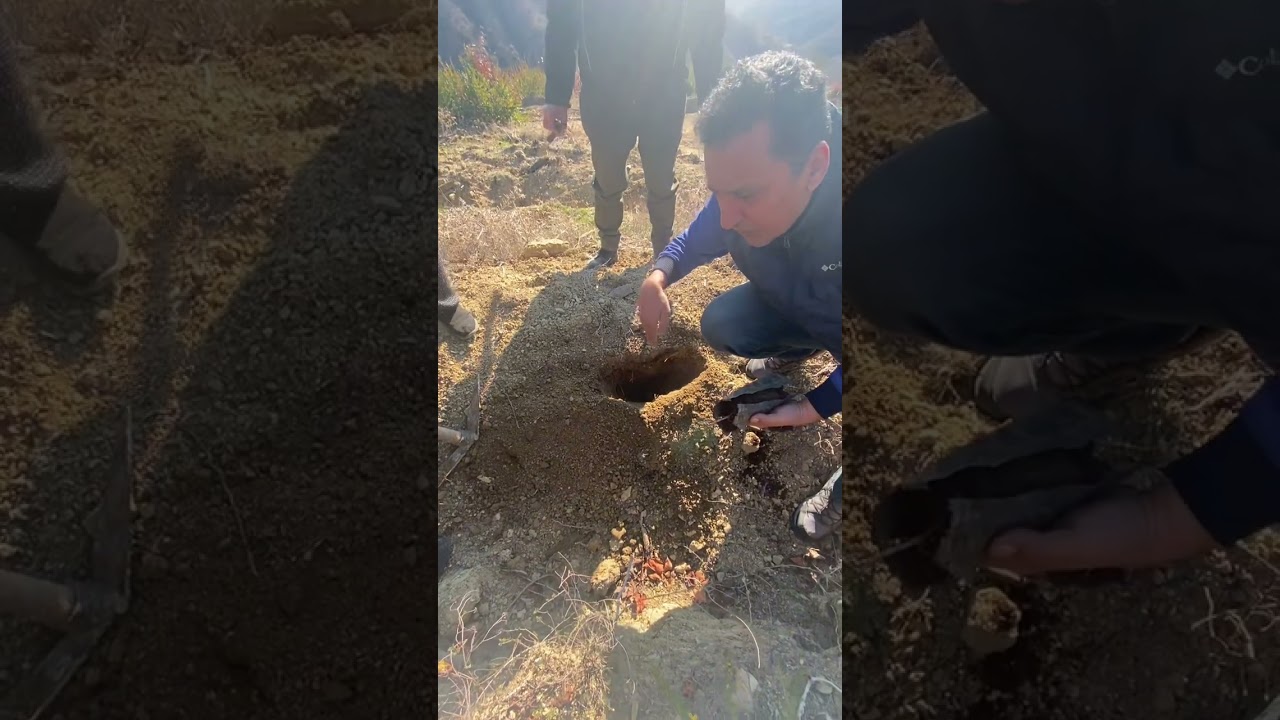 Tüplü ve çıplak köklü fidan dikimi.