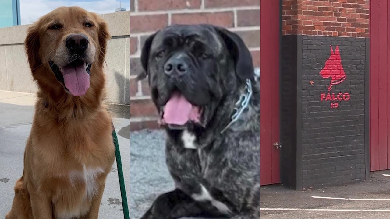 Dog owners speak out after animal cruelty charges filed against Mass. business owner