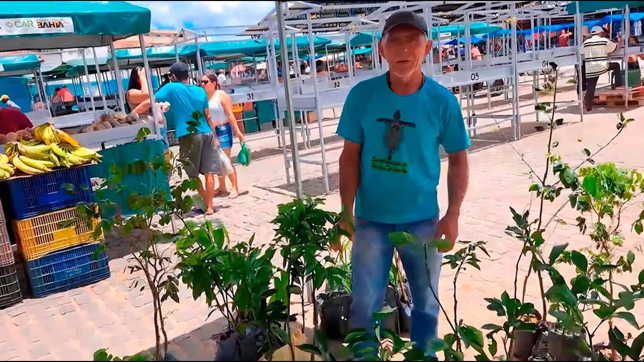 Novas aquisições de mudas frutíferas e respondendo um seguidor aonde compro