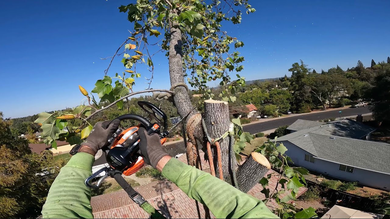 Tulip removal, Charles Brisco ported 2511t