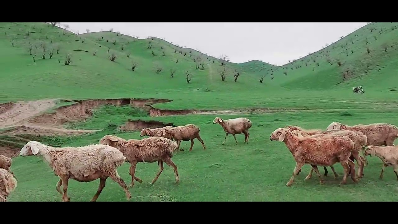 بهار بادغیس--- جرباریکک 