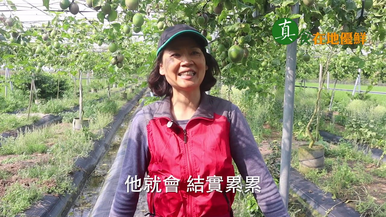 虎尾 在地優鮮『滿天星百香果』守得雲開見明月 當季限量的溫和酸甜美味