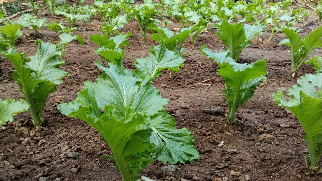 Vegetables garden @BlMolsom 