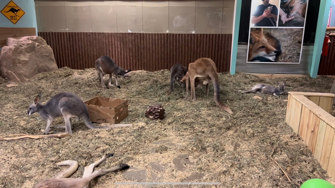 Adventures at the Sustainable Safari in the Maplewood Mall