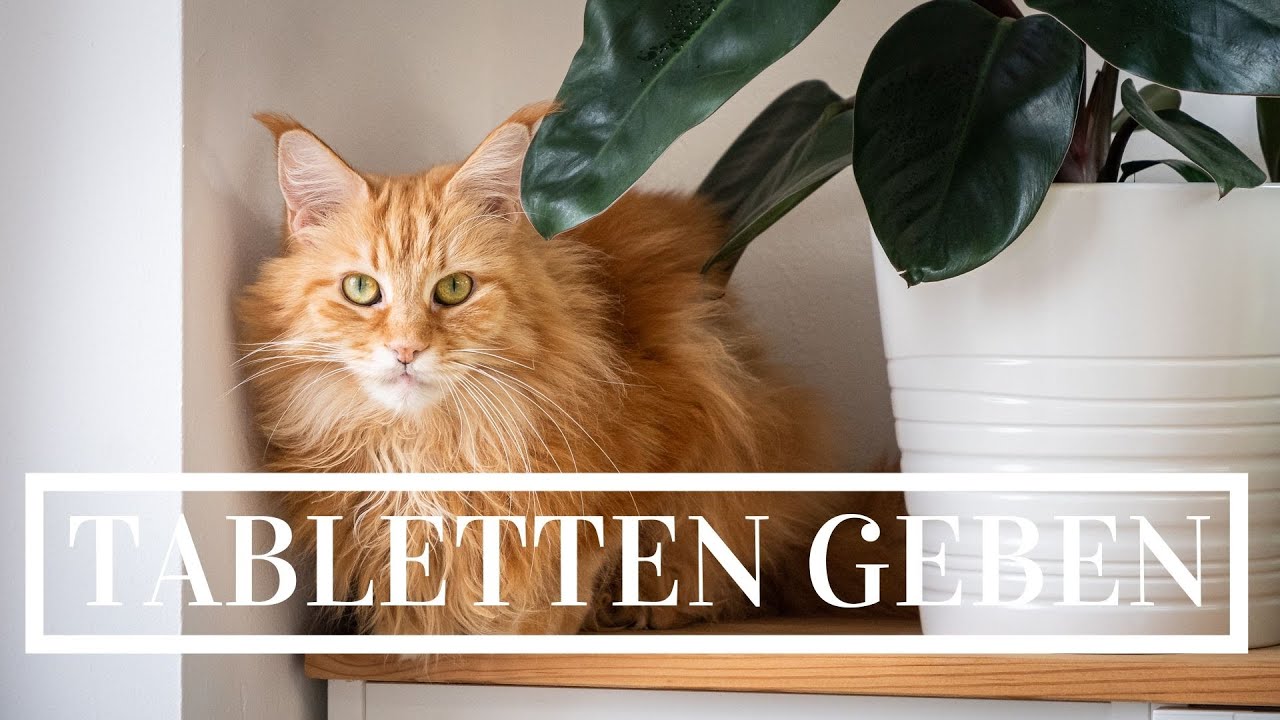 Katzen Tabletten geben ohne Zwang
