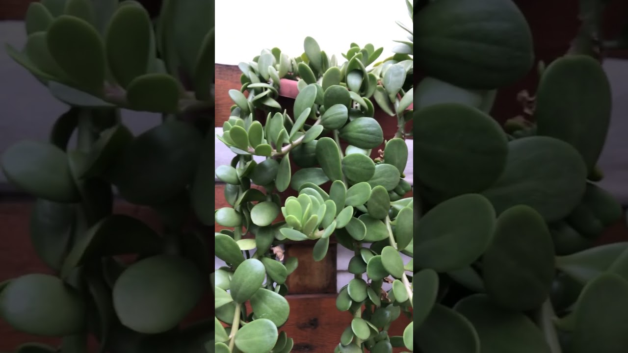 Enorme Kleinia Petraea antigo Senecio Jacobseni @alegriaverde_tina #shorts